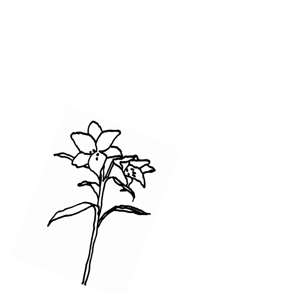 Tecknad lilja
